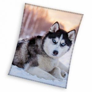 Hund Husky KNL231093
