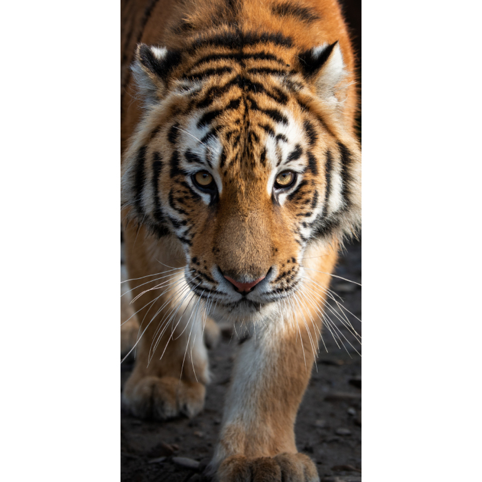 Tiger TNL201006 Tiger TNL201006