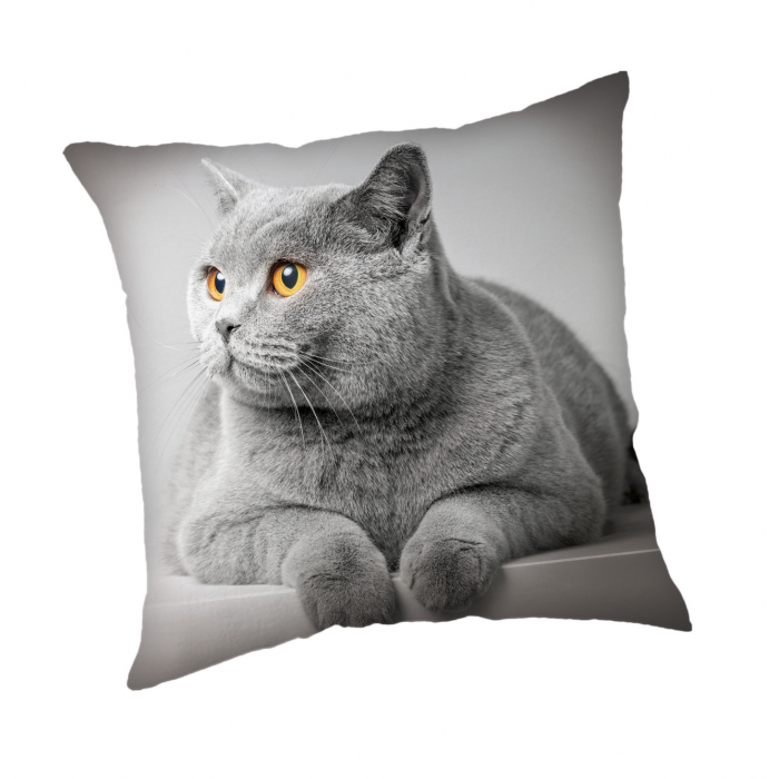 Katze GREYCAT Katze GREYCAT